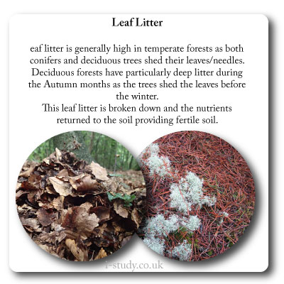 temperate forest leaf litter